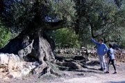 Lluís Porta i Maria José Beltran observen una de les oliveres monumentals de l'Arion, a Ulldecona.