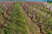 Arbres a Benissanet començant a florir-se de rosa.