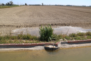 El agua entra desde la acequia de riego a un arrozal en Sant Jaume d'Enveja.