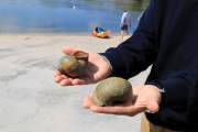 Dos caparazones de ejemplares adultos de caracol manzana.