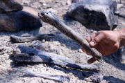 Ossos humans de soldats de la batalla de l'Ebre a la zona cremada per l'incendi de Corbera d'Ebre.