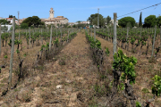 Una vinya de la Granada amb el sol molt sec per la falta de pluges.