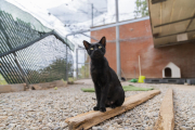 La Protectora d'Animals i Plantes gestiona la gossera municipal, al polígon Riu Clar.