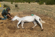 Els agents van trobar un cavall desnutrit i en mal estat en un finca de Roquetes.