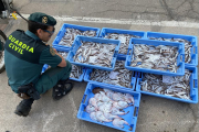 Se intervinieron 111 kilogramos de pescado que no cumplía con la talla mínima requerida para su pesca.