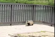 Imagen del tejón paseándose por el Racó del Riu en Amposta.