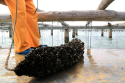 Cuerda de mejillones recién extraída de una mejillonera del Delta del Ebro.