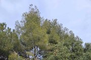 Imatge del parc Montserrat Garriga, que serà el centre neuràlgic de la Festa del Medi Ambient.