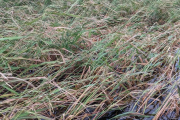 Las granizadas en el delta del Ebro causan pérdidas del 50% en la cosecha de arroz