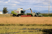 Máquinas segando el arroz en un campo de Pueblo Nuevo del Delta.