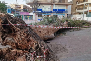 Cau un arbre de grans dimensions a l'avinguda Carles Buigas de Salou