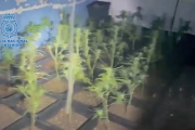 Captura del vídeo del operativo policial donde puede verse la plantación de marihuana.