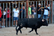 Un bou als correbous de l'Aldea.