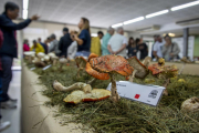 Imatge de l'exposició de Bolets al Morell.