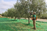 Un pagès cull olives en una finca de la Selva del Camp.