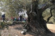 Es podran conèixer les oliveres mil·lenàries del poble.