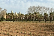 L'Aloe Vera pot viure en diferents condicions d'estrès com la manca d'aigua o la variació de temperatures.