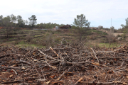 Branques cremades en l'incendi del passat setembre a la Nou de Gaià.