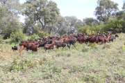 Un ramat de cabres pastura per una zona de les Gavarres per netejar el bosc i prevenir incendis forestals.