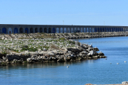 Colònia de gavina corsa al Port de Tarragona.