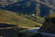 Imatge d'una carretera envoltada de vinyes al Priorat.