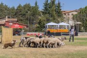 Concurs de gossos d'atura de Prades