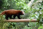 La femella de panda vermell que el Zoo de Barcelona ha aco