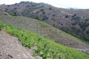 Imatge d'una finca de vinya a Porrera, amb els ceps en bones condicions.