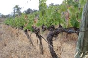 Imatge d'uns ceps que estan patint les conseqüències de la sequera, a Torroja del Priorat.