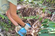 Eliminació de l'ailant, una espècie exòtica, amb un herbicida innocu, a la capçalera del riu Glorieta (conca Francolí).