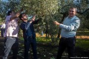 El president del Consell Regulador, Antoni Galceran, i el cuiner Eduard Xatruch, collint olives durant l’acte de presentació de la nova collita.