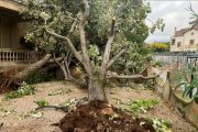 Arbre arrencat pel tornado del 4 de novembre a Port d'Armentera.