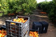 Caixes de clementines, fruits al terra i treballadors collint en un camp de cítrics d'Alcanar.