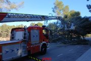 Imatge dels Bombers treballant en la retirada d'un arbre