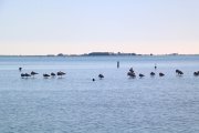 Flamencs a la badia dels Alfacs, davant de les salinies de la Trinitat.