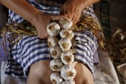 Detalle de una mujer haciendo una ristra de ajos en Belltall (Conca de Barberà).