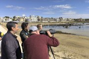 Observació del corriol a les platges del Vendrell.
