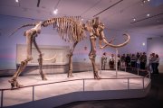 L’esquelet del mamut que es poden contemplar a CaixaForum Tarragona.