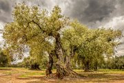 Imagen de un olivo milenario.
