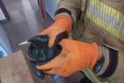 Imatge de la merla restacada a l'Arboç