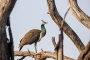 Imatge de recurs d'un paó reial en un arbre.