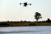 Un dron sembrant amb llavors d'arròs un camp proper a la població de la Ràpita.