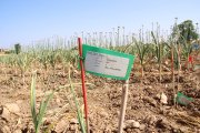 Imatge dels terrenys on es conreen alls en el marc de l'espai test agrari de Belltall