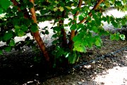 Peu d'un avellaner amb reg en una finca de la Selva del Camp.