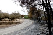 Un camp d'oliveres ha aturat l'incendi a Aldover.