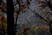 El bosc totalment calcinat per l'incendi de Paüls.