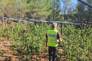 La plantació estava en una finca rústica de difícil accés oculta entre la vegetació i el pinar de la zona.