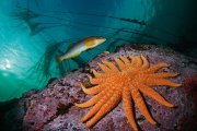 Un bacallà allargat passa nedant al costat d’una estrella de mar de dinou braços.