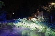 Imatge d'un arbre caigut durant les pluges d'aquesta matinada.