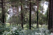 Un bosc a Capolat, al Berguedà